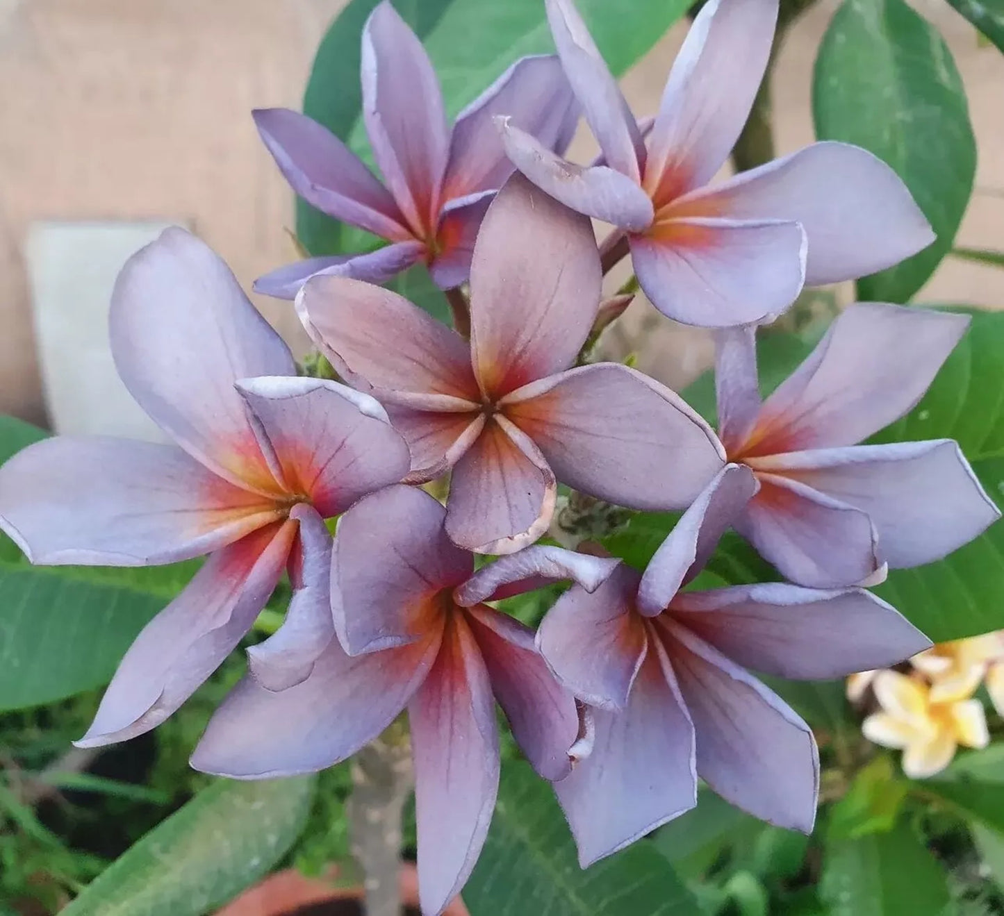 Green River 5 Pink Red Plumeria Seeds - Flower Seed Pack, Premium Tropical Blooms, Fragrant Perennial Plants for Garden Charm, Ideal for Leis and Containers