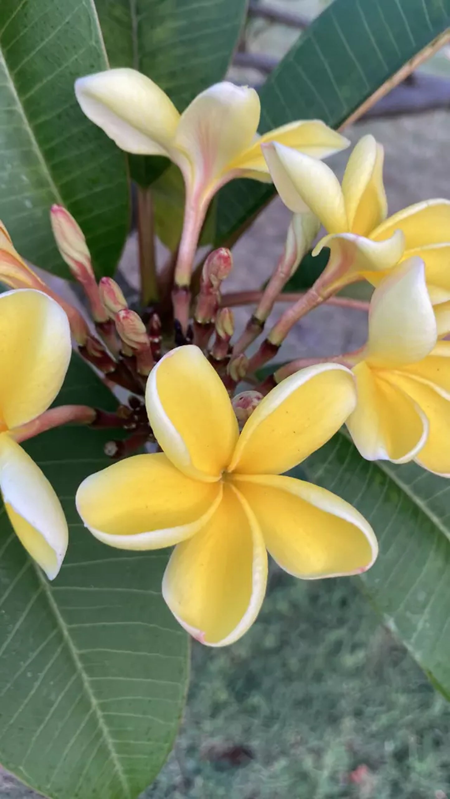 10 Yellow White Pink Plumeria Seeds Plants Flower Flowers Perennial Seed Tree 701