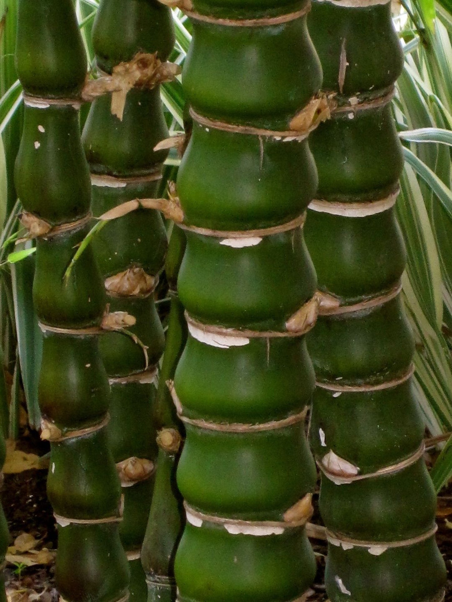 Green River 50 Buddha Belly Bamboo Seeds - Tall Bamboo Plant Seeds for Privacy Screens & Garden Landscaping – Premium Bamboo Seeds for Planting Outdoors or in Pots – Non-Invasive Fast-Growing Lawn Plants – Seeds for Gardening & More