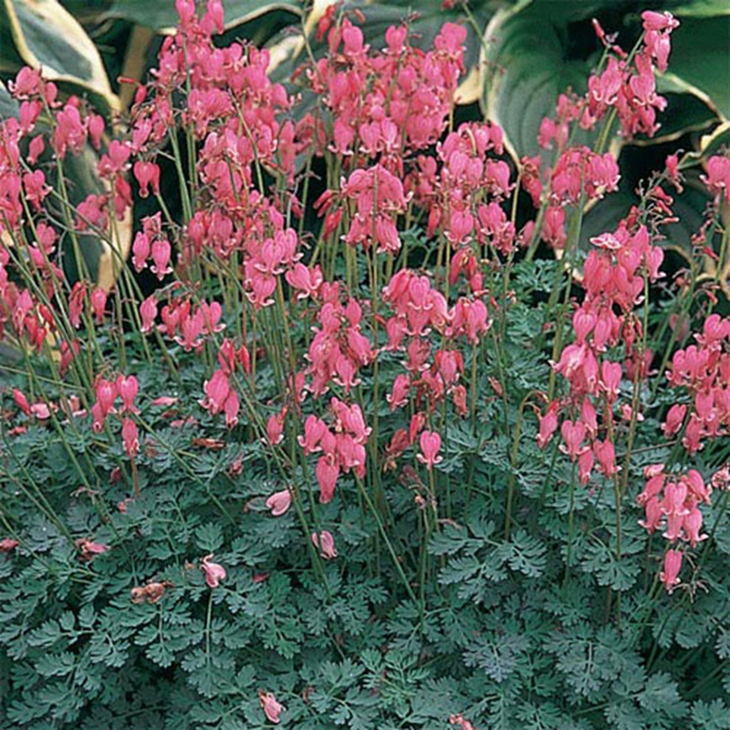 Green River 25 Light Pink Bleeding Heart Seeds Premium Flower Seeds for Shade Gardens & Containers Climbing Perennial Heart Seed Flowers Butterfly Friendly Low Maintenance