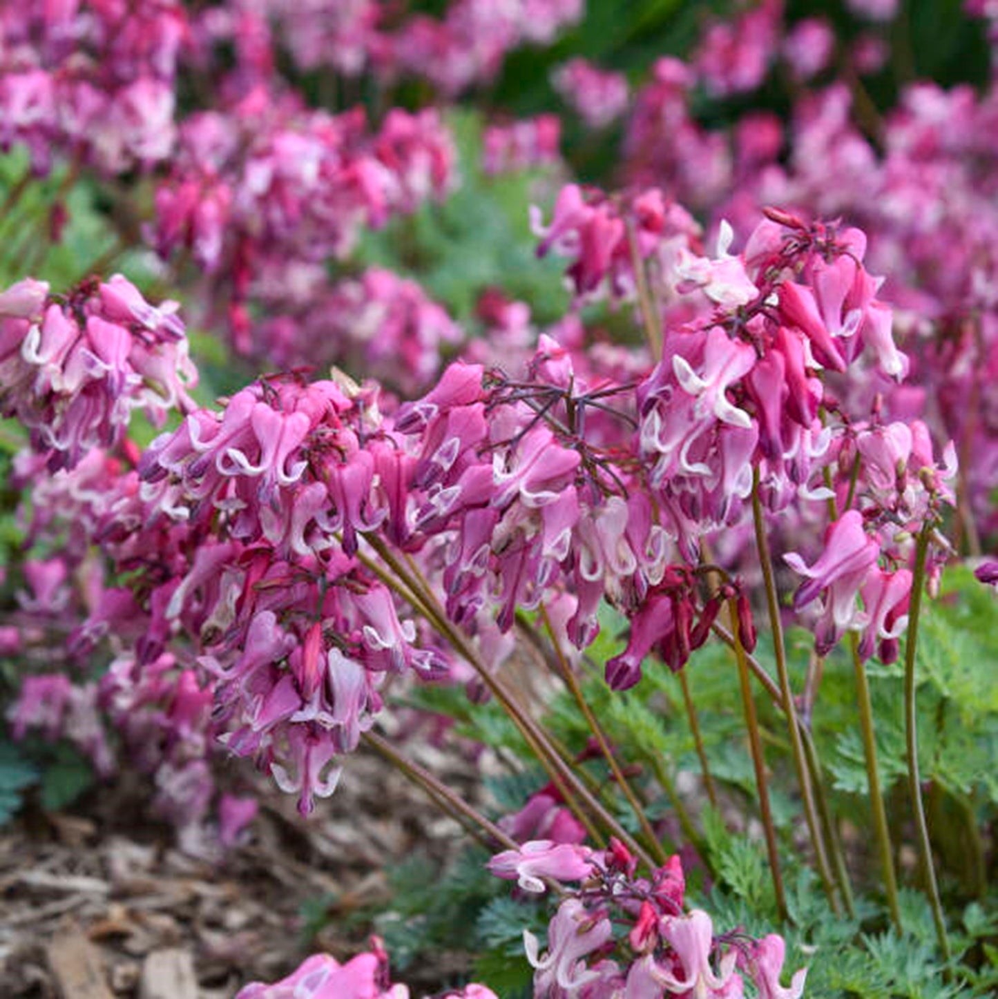 Green River 25 Pink Diamonds Bleeding Heart Seeds Premium Flower Seeds for Shade Gardens & Containers Climbing Perennial Heart Seed Flowers Butterfly Friendly Low Maintenance