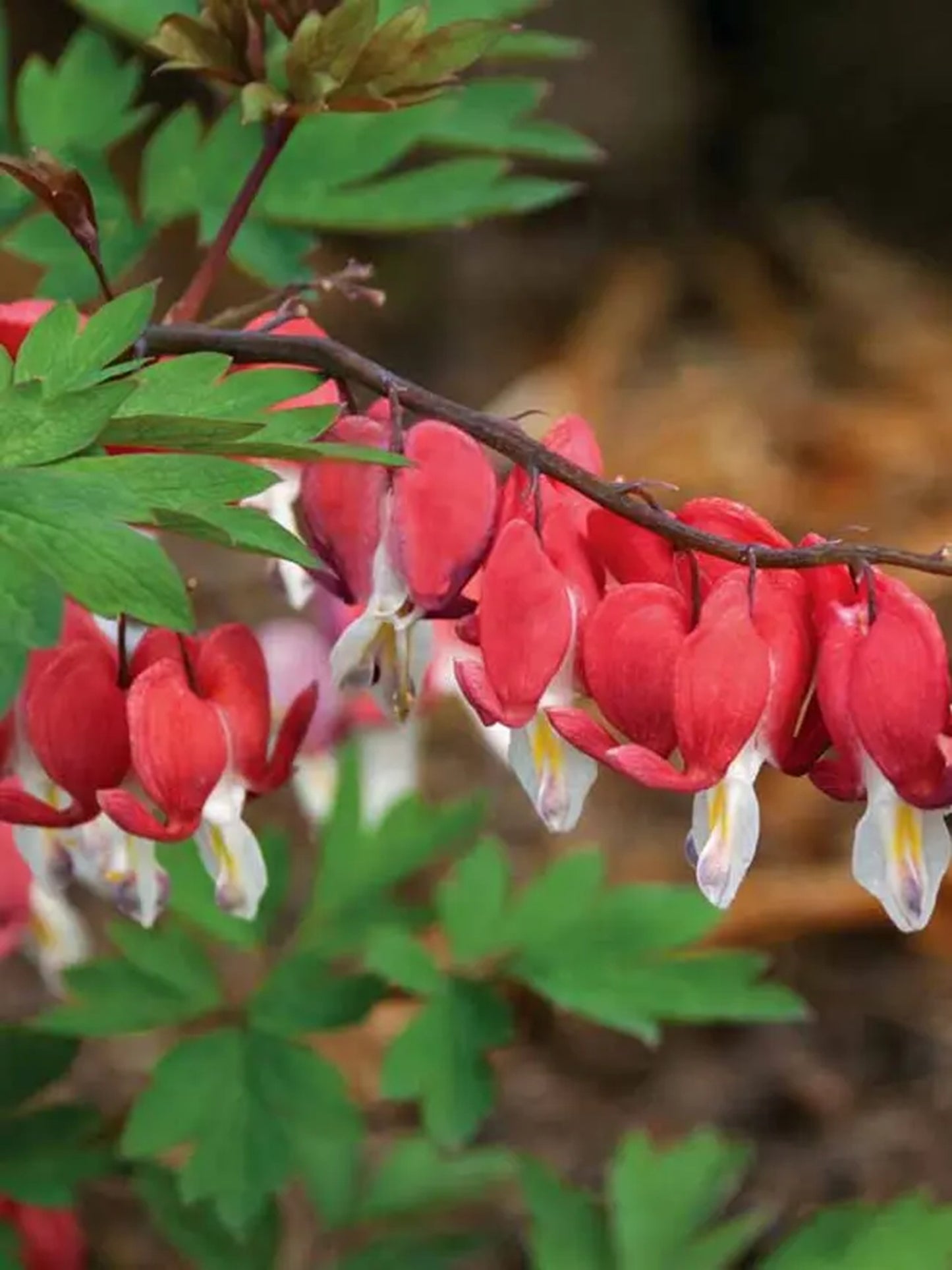 Green River 25 Valentine Bleeding Heart Seeds Premium Flower Seeds for Shade Gardens & Containers Climbing Perennial Heart Seed Flowers Butterfly Friendly Low Maintenance
