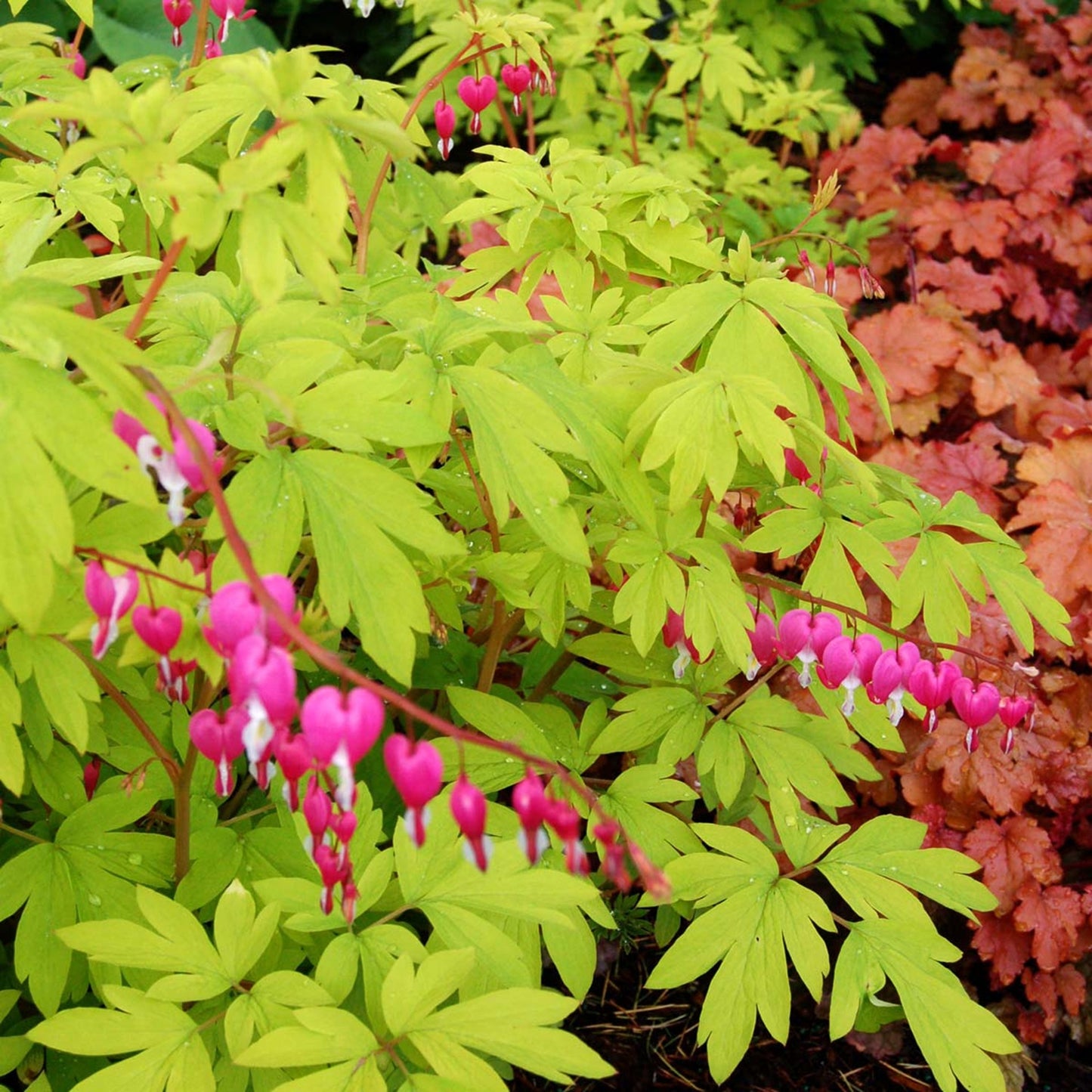 Green River 25 Golden Heart Bleeding Heart Seeds Premium Flower Seeds for Shade Gardens & Containers Climbing Perennial Heart Seed Flowers Butterfly Friendly Low Maintenance
