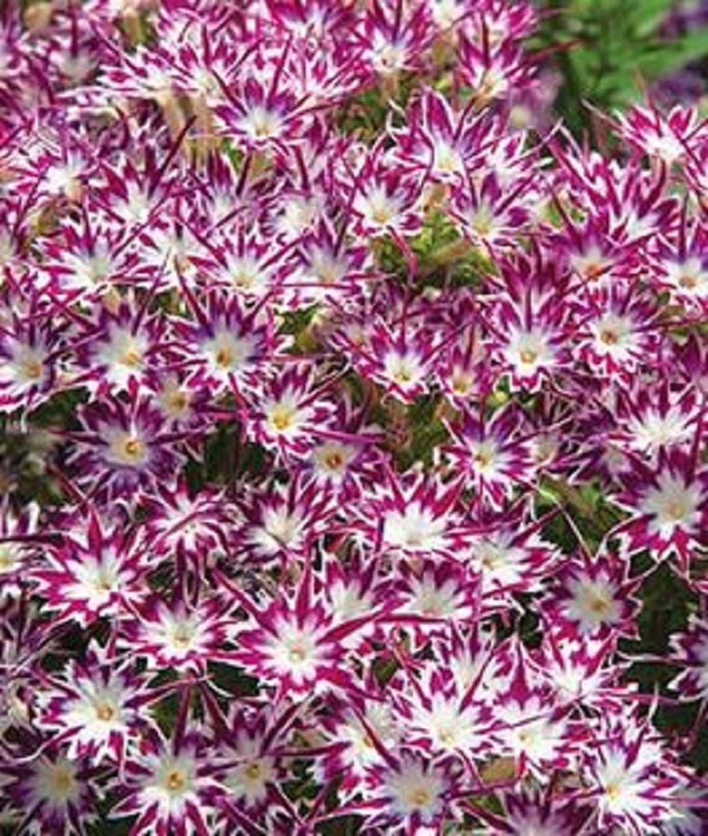 50 Bright Purple white Phlox Seeds Flower Perennial Seed Flowers Butterfly 743