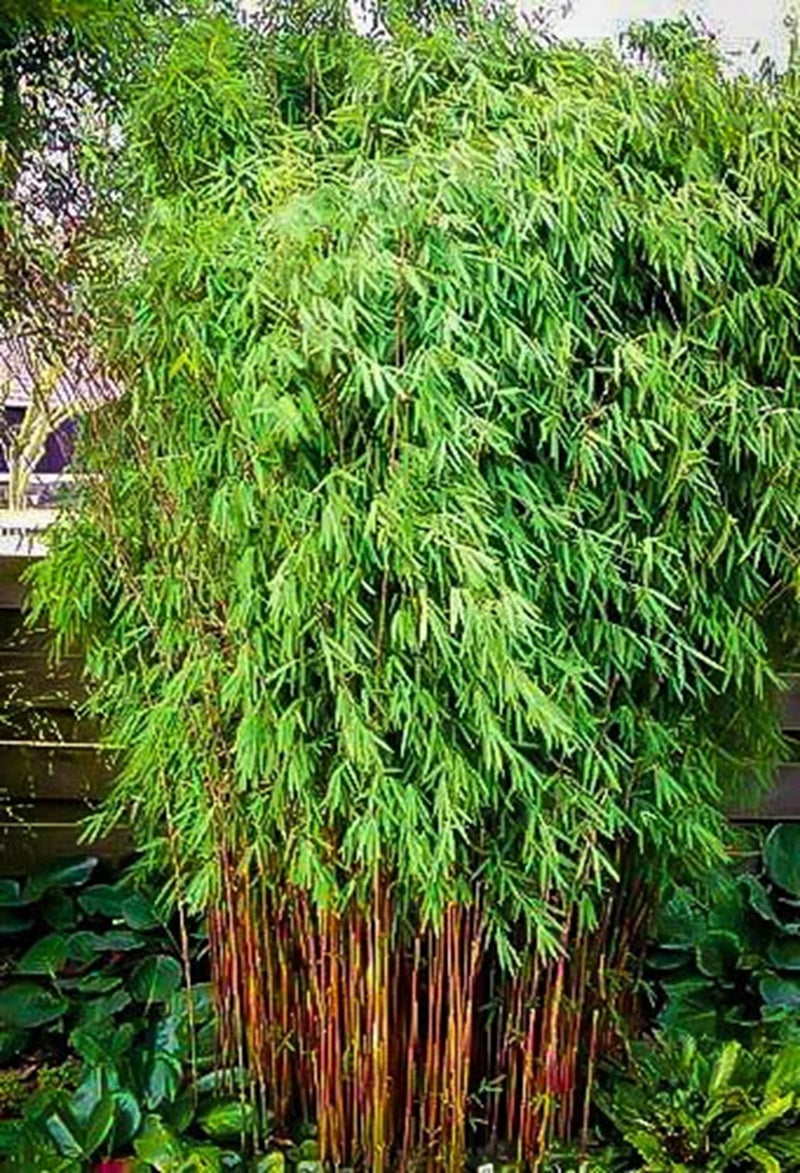 Green River 50 Sunset Glow Bamboo Seeds - Tall Bamboo Plant Seeds for Privacy Screens & Garden Landscaping – Premium Bamboo Seeds for Planting Outdoors or in Pots – Non-Invasive Fast-Growing Lawn Plants – Seeds for Gardening & More