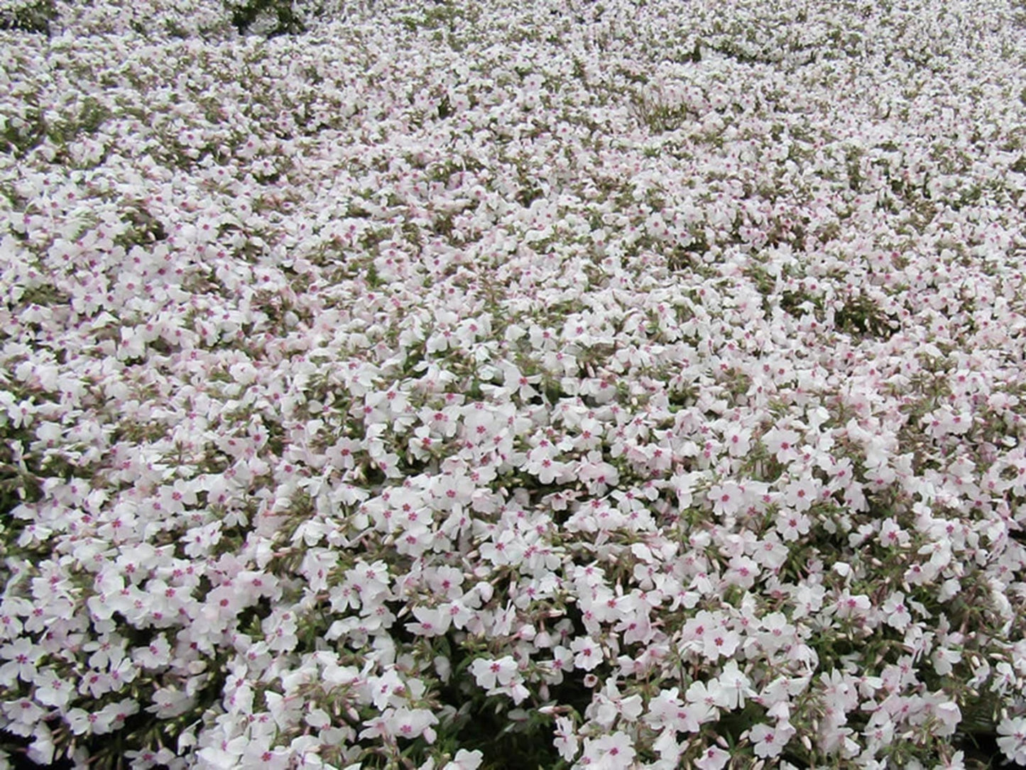 50 Creeping Moss Amazing Grace Phlox Seeds Flower Perennial Seed Flowers Butterfly 755