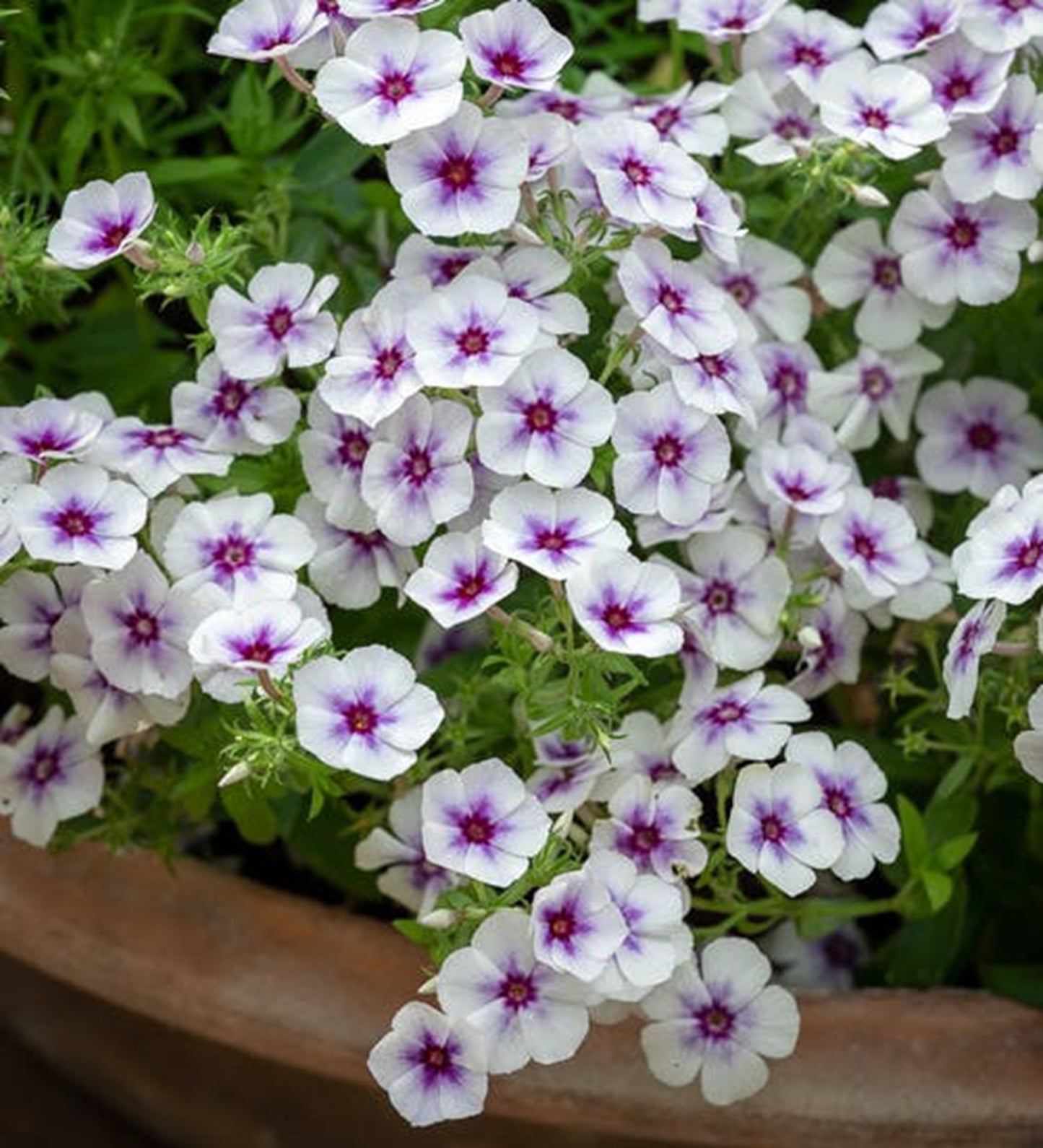 50 Dolly Sky Phlox Seeds Flower Perennial Seed Flowers Butterfly 775