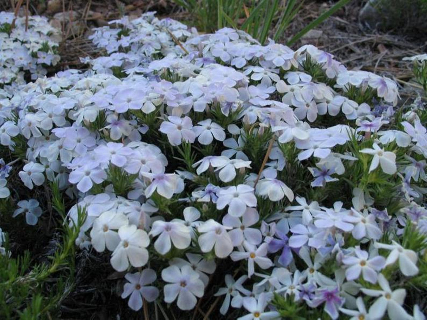 50 Mountain White Phlox Seeds Flower Perennial Seed Flowers Butterfly 776
