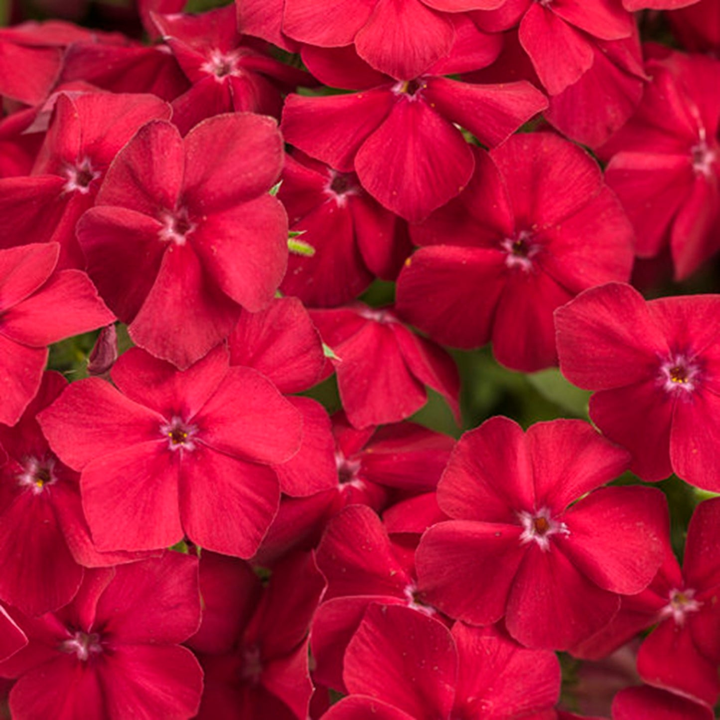 50 Red Hot Phlox Seeds Flower Perennial Seed Flowers Butterfly 779
