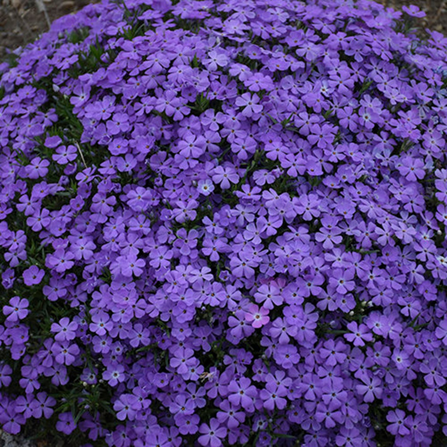 50 Crater Lake Phlox Seeds Flower Perennial Seed Flowers Butterfly 781