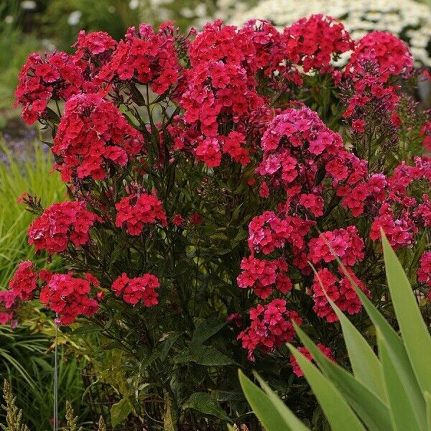50 Red Riding Hood Phlox Seeds Flower Perennial Seed Flowers Butterfly 790