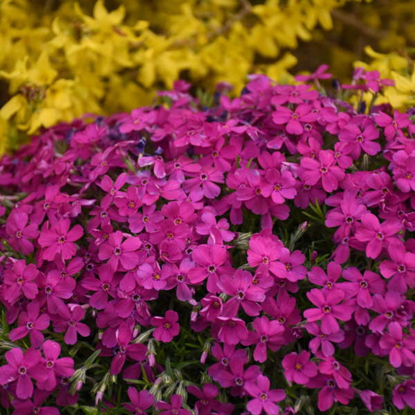 50 Majestic Magenta Phlox Seeds Flower Perennial Seed Flowers Butterfly 798