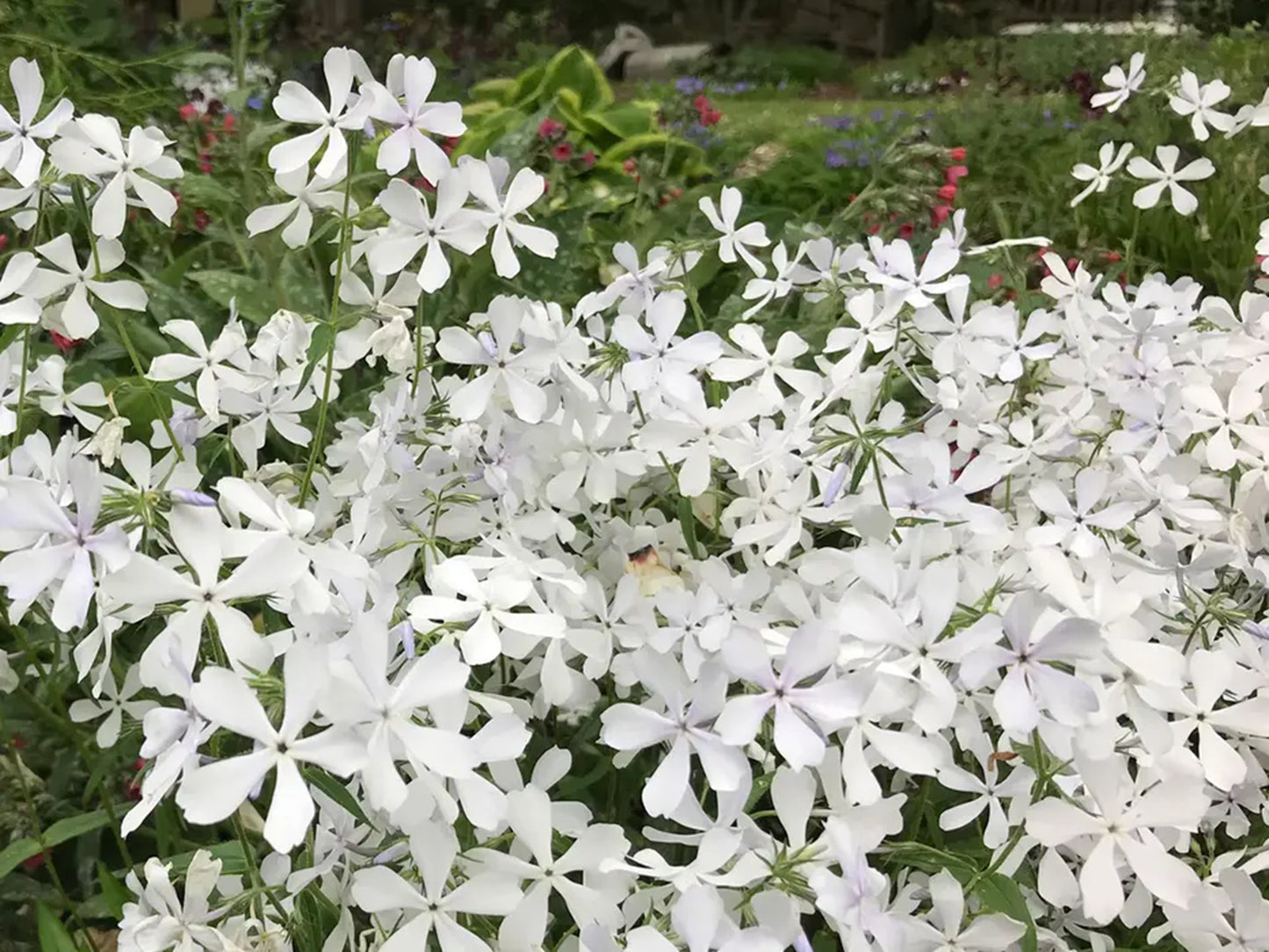 50 May Breeze Phlox Seeds Flower Perennial Seed Flowers Butterfly 799