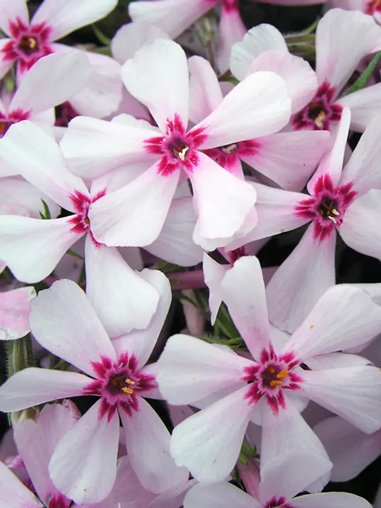 50 Apple Blossom Phlox Seeds Flower Perennial Seed Flowers Butterfly 803