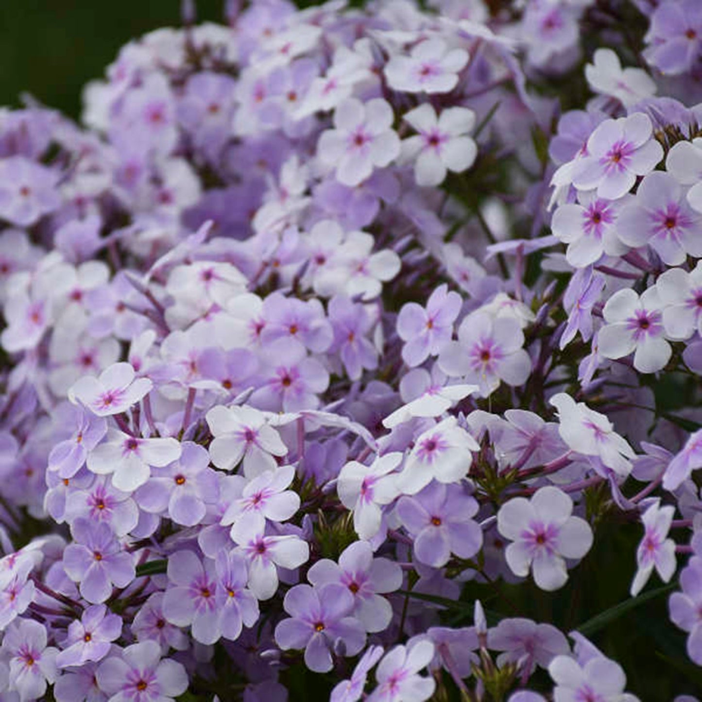 50 Pink-a- dot Phlox Seeds Flower Perennial Seed Flowers Butterfly 805