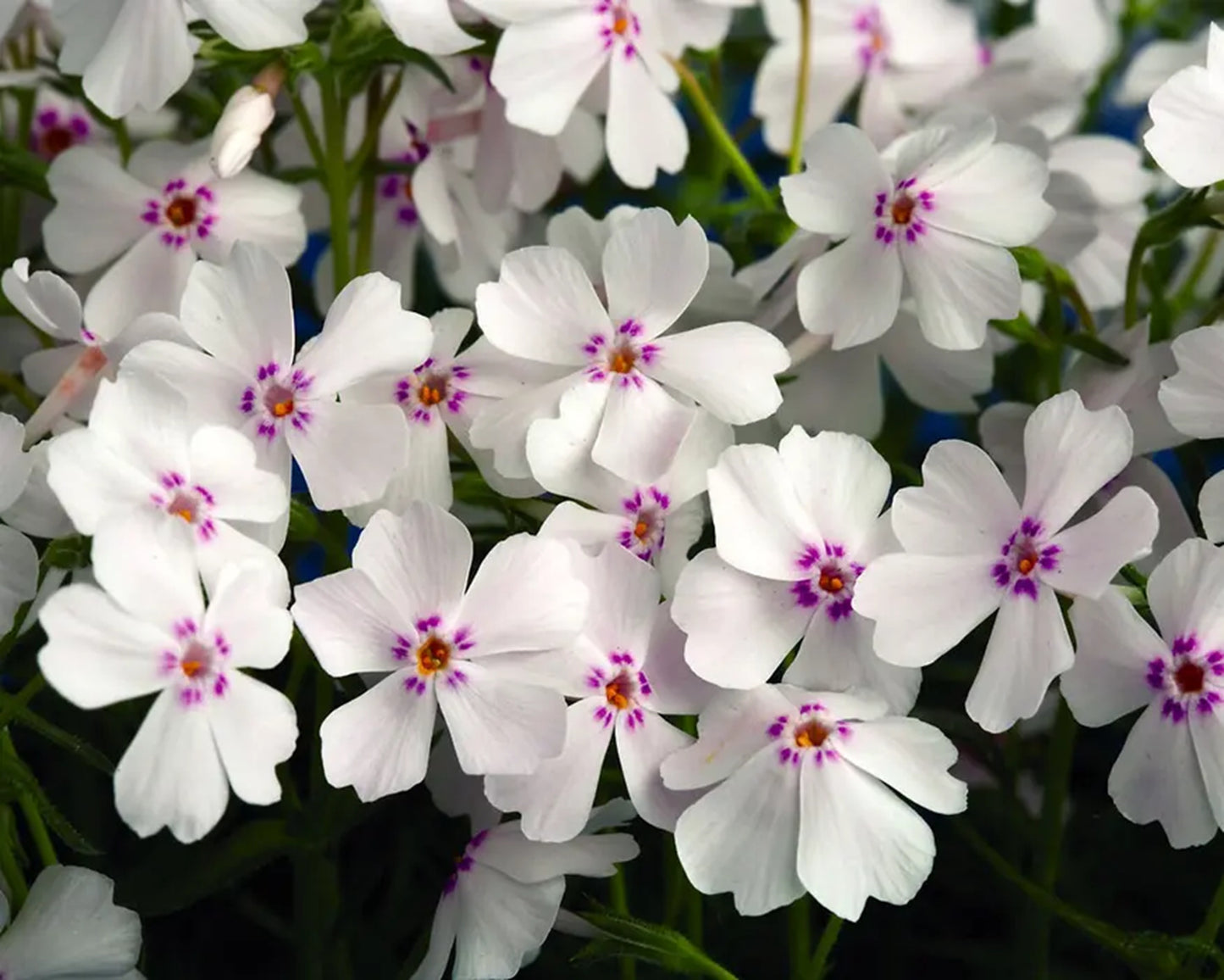50 Amazing Grace Phlox Seeds Flower Perennial Seed Flowers Butterfly 813