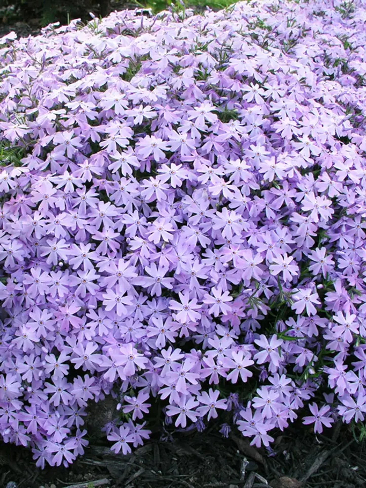 50 Blue Phlox Seeds Flower Perennial Seed Flowers Butterfly 823