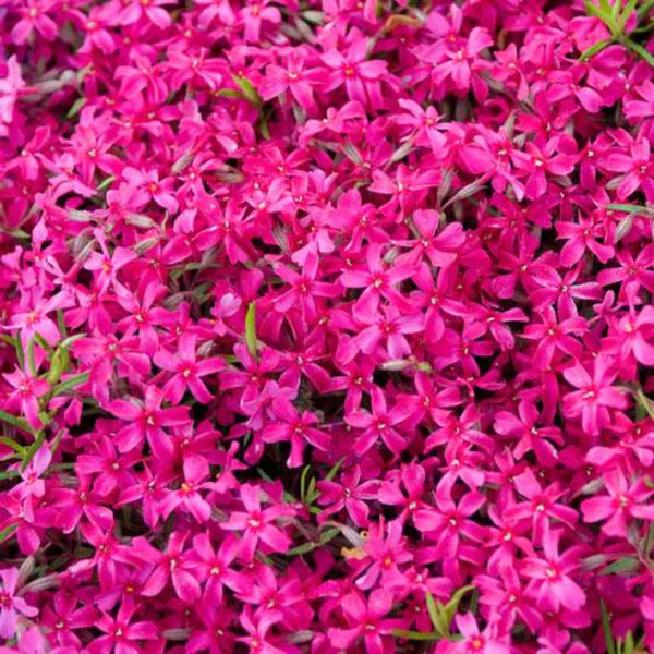 50 Pink Wing Phlox Seeds Flower Perennial Seed Flowers Butterfly 868