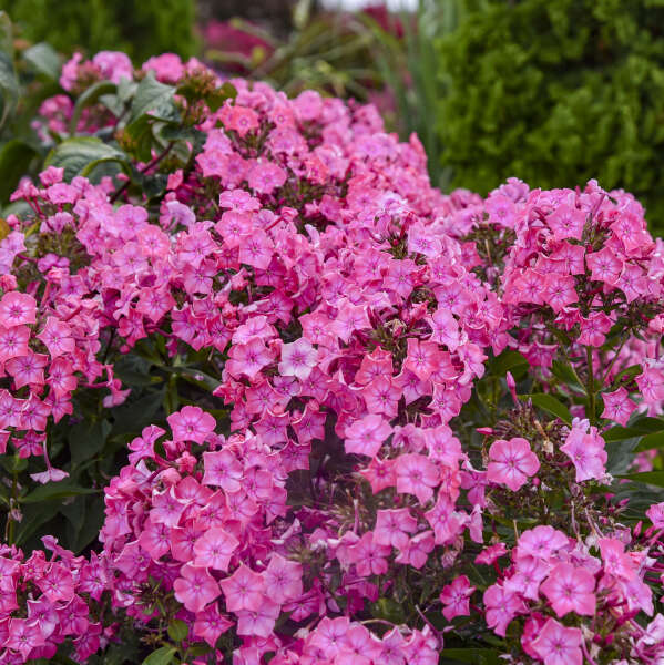 50 Pink Lighting Phlox Seeds Flower Perennial Seed Flowers Butterfly 870