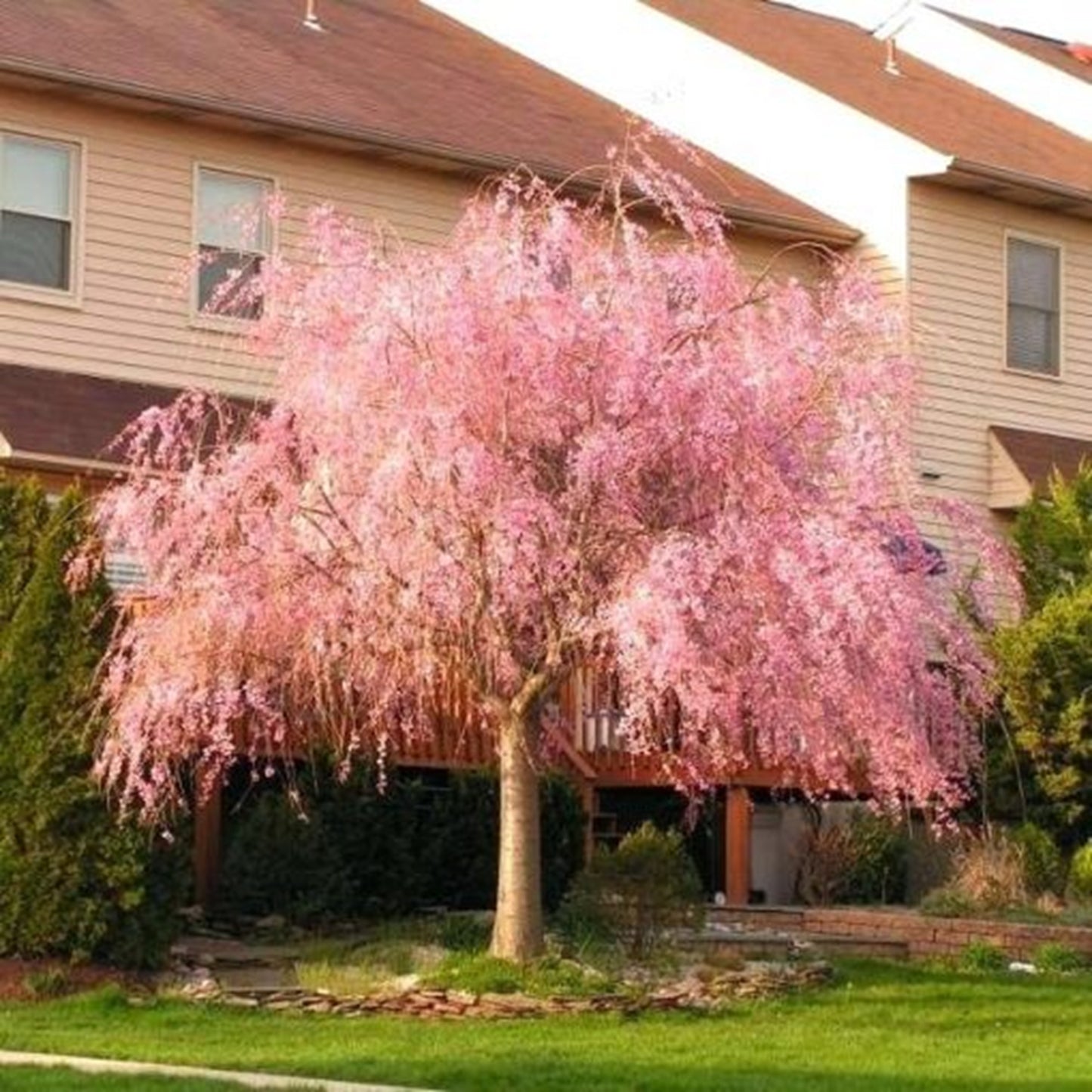 Green River 5 Peach Cherry Tree Seeds - Fragrant White Blossoms for Early Spring Gardening & Ornamental Landscaping
