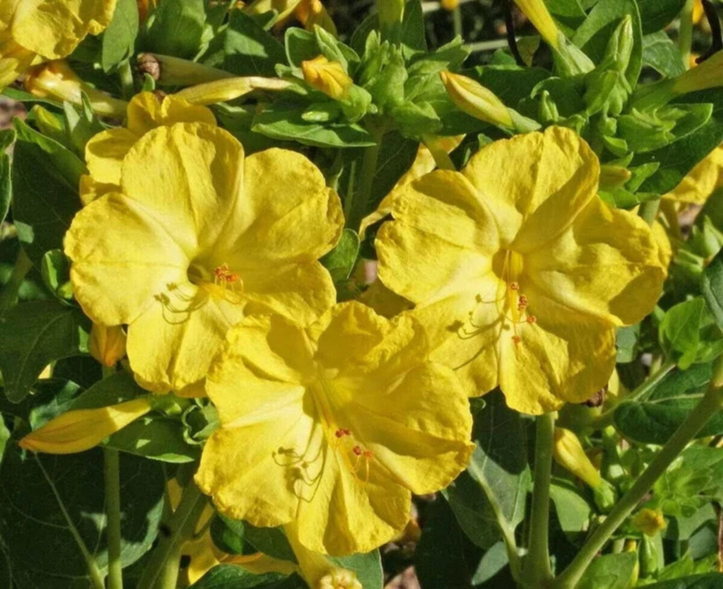 Green River Seeds 25 Yellow Four O'clock Flowers Seeds - Perennial Flower Seed Pack, Fragrant Night Blooming for Pollinator Gardens, Easy to Grow, Heirloom Seeds for Outdoor Planting, Cottage Garden Blend