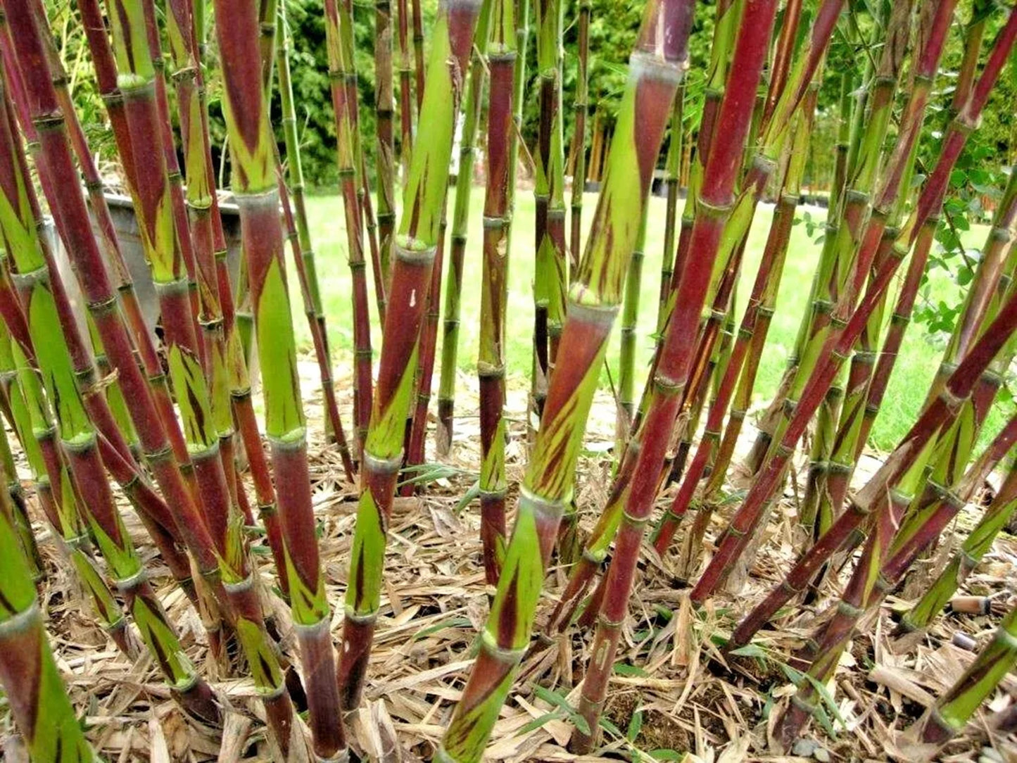 Green River 50 Chusquea Bamboo Seeds - Tall Bamboo Plant Seeds for Privacy Screens & Garden Landscaping – Premium Bamboo Seeds for Planting Outdoors or in Pots – Non-Invasive Fast-Growing Lawn Plants – Seeds for Gardening & More