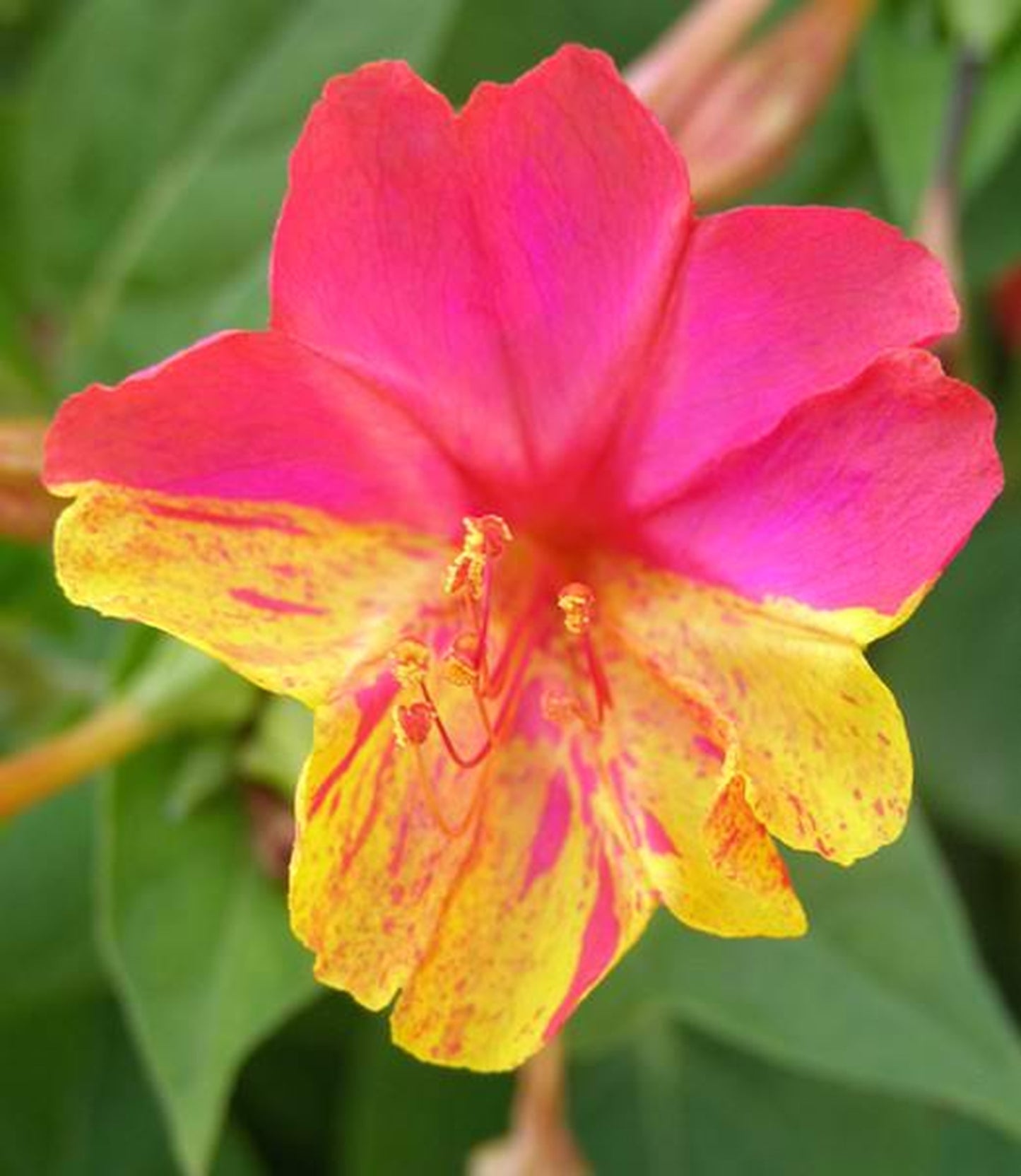 Green River Seeds 25 Magenta Orange Four O'clock Flowers Seeds - Perennial Flower Seed Pack, Fragrant Night Blooming for Pollinator Gardens, Easy to Grow, Heirloom Seeds for Outdoor Planting, Cottage Garden Blend