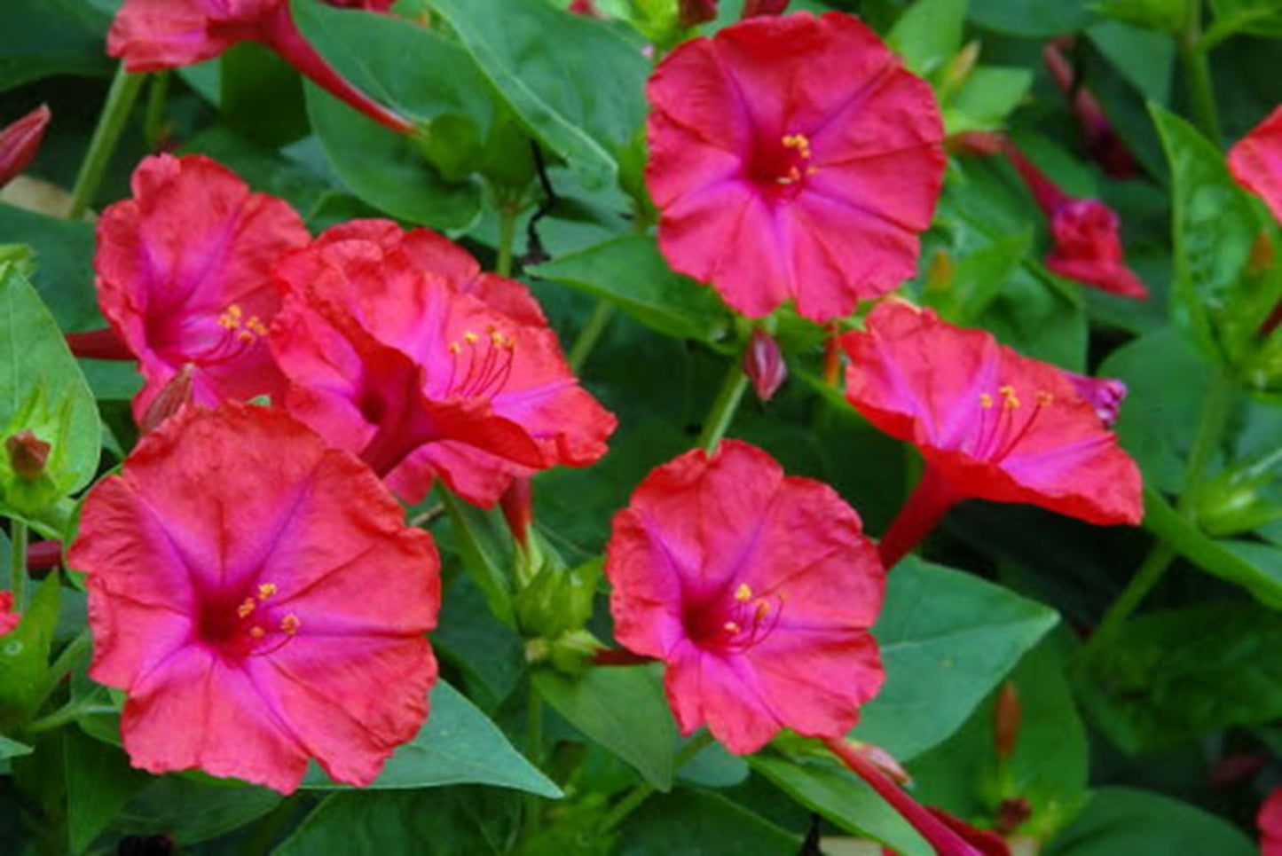 Green River Seeds 25 Bright Pink Four O'clock Flowers Seeds - Perennial Flower Seed Pack, Fragrant Night Blooming for Pollinator Gardens, Easy to Grow, Heirloom Seeds for Outdoor Planting, Cottage Garden Blend