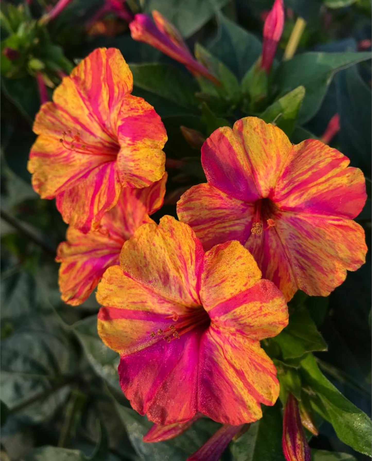 Green River Seeds 25 Bright Pink Orange O'clock Flowers Seeds - Perennial Flower Seed Pack, Fragrant Night Blooming for Pollinator Gardens, Easy to Grow, Heirloom Seeds for Outdoor Planting, Cottage Garden Blend