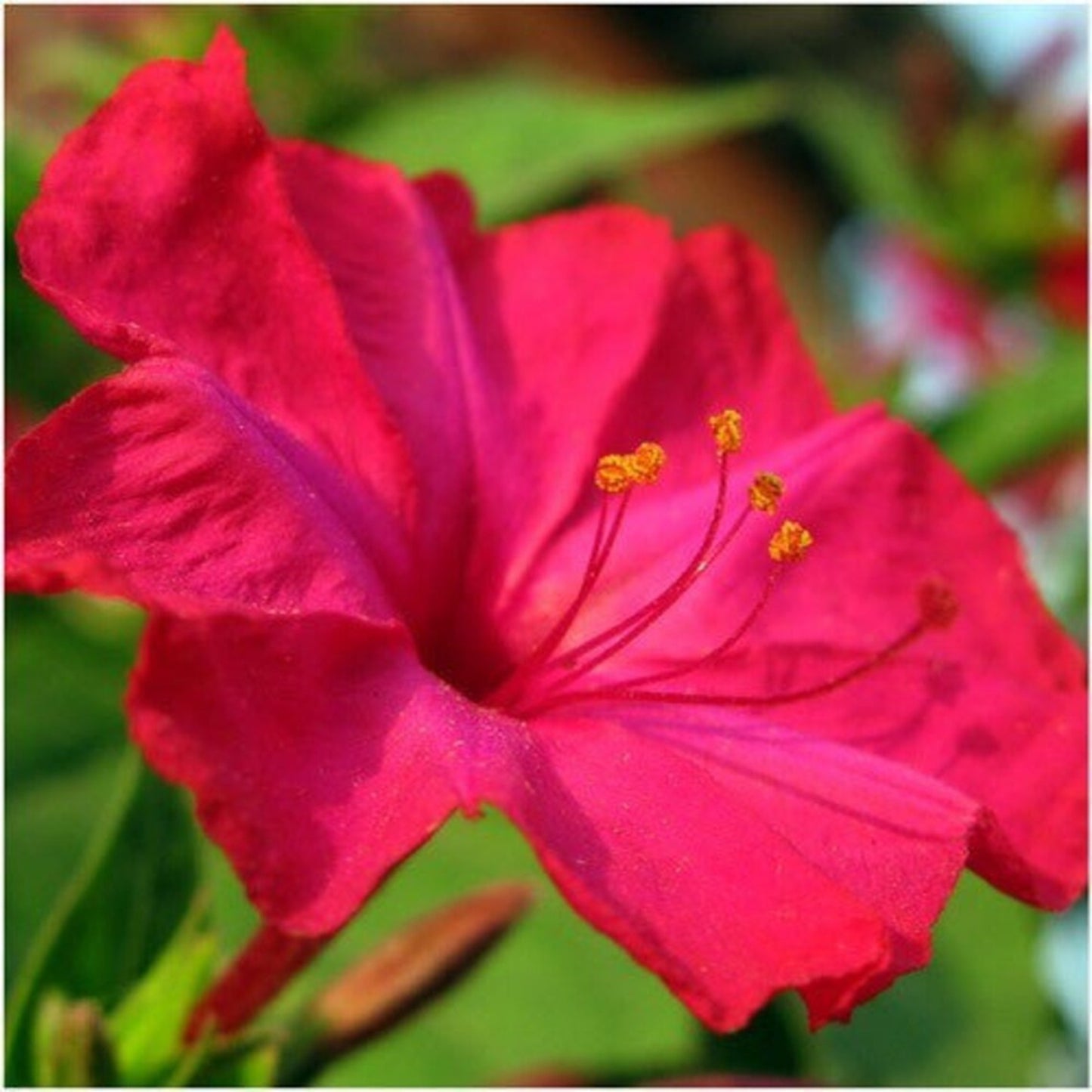 Green River Seeds 25 Red Four O'clock Flowers Seeds - Perennial Flower Seed Pack, Fragrant Night Blooming for Pollinator Gardens, Easy to Grow, Heirloom Seeds for Outdoor Planting, Cottage Garden Blend