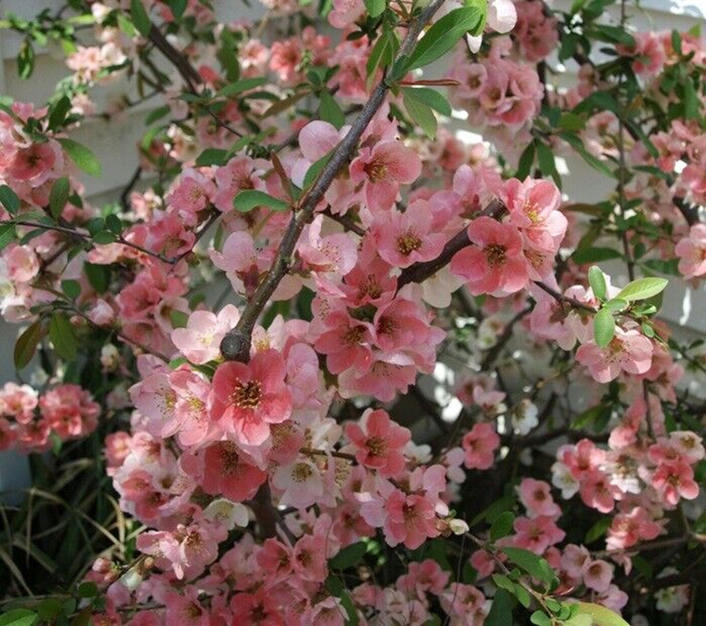 Green River 5 Toyo Cherry Tree Seeds - Fragrant White Blossoms for Early Spring Gardening & Ornamental Landscaping