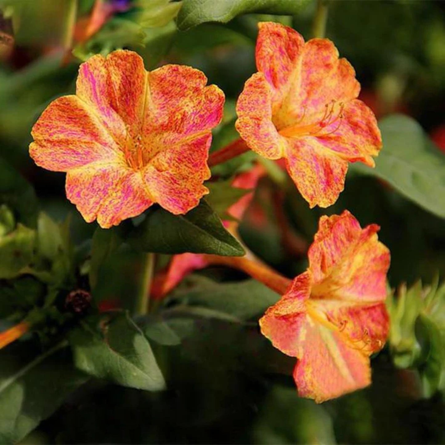 Green River Seeds 25 Red Dot Yellow Four O'clock Flowers Seeds - Perennial Flower Seed Pack, Fragrant Night Blooming for Pollinator Gardens, Easy to Grow, Heirloom Seeds for Outdoor Planting, Cottage Garden Blend