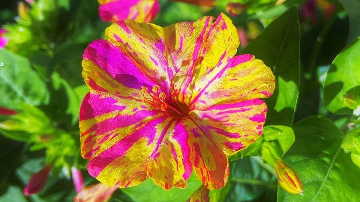 Green River Seeds 25 Magenta Yellow Four O'clock Flowers Seeds - Perennial Flower Seed Pack, Fragrant Night Blooming for Pollinator Gardens, Easy to Grow, Heirloom Seeds for Outdoor Planting, Cottage Garden Blend