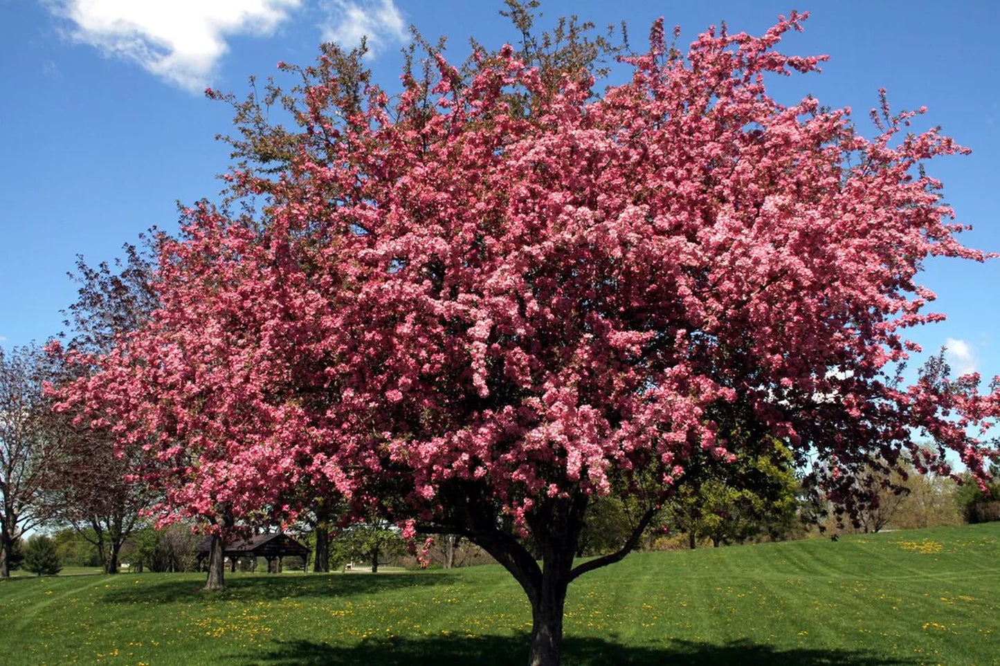 Green River 5 Black Cherry Tree Seeds - Fragrant White Blossoms for Early Spring Gardening & Ornamental Landscaping