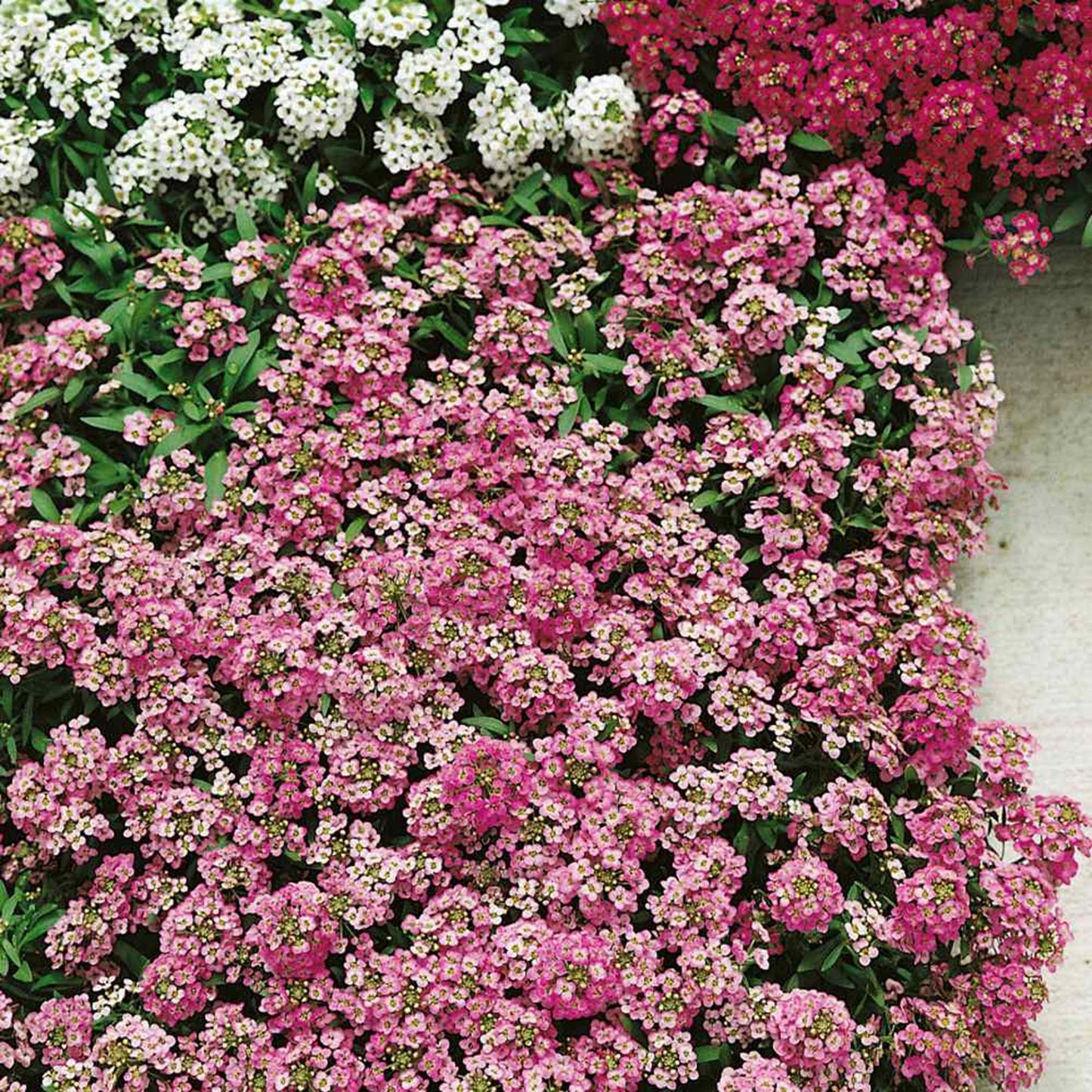 Green River Seeds 25 Sweet Alyssum Pink Seeds - Tiny Colorful Flowers for Spring and Fall Gardening, Ideal for Hanging Baskets and Pathways