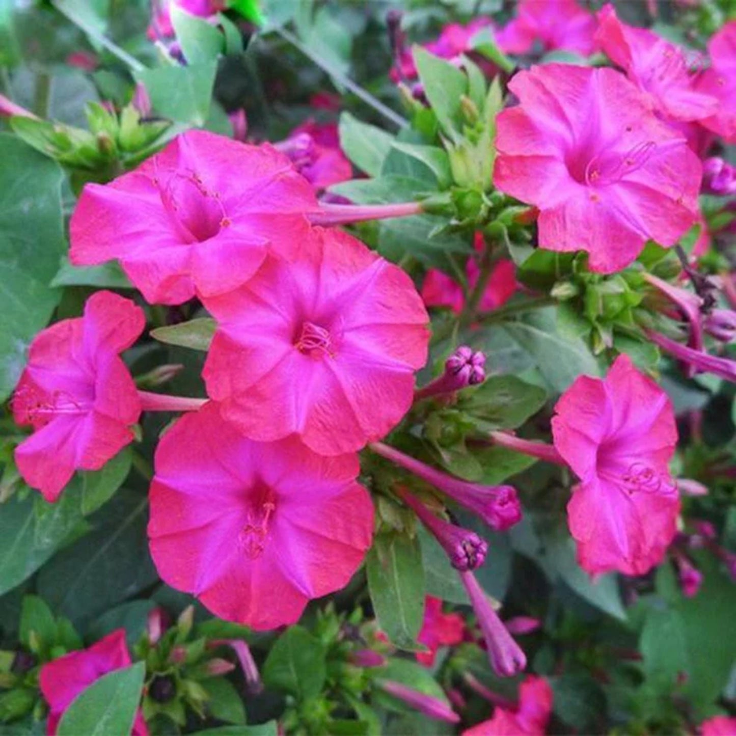 Green River Seeds 25 Magenta Four O'clock Flowers Seeds - Perennial Flower Seed Pack, Fragrant Night Blooming for Pollinator Gardens, Easy to Grow, Heirloom Seeds for Outdoor Planting, Cottage Garden Blend