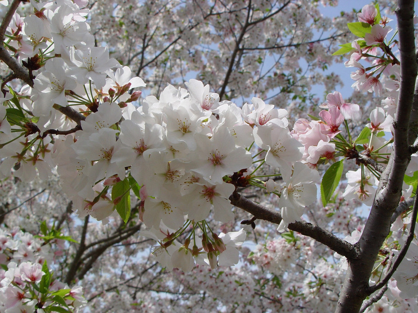 Green River 5 Snow goose Flowering Cherry Tree Seeds - Fragrant White Blossoms for Early Spring Gardening & Ornamental Landscaping