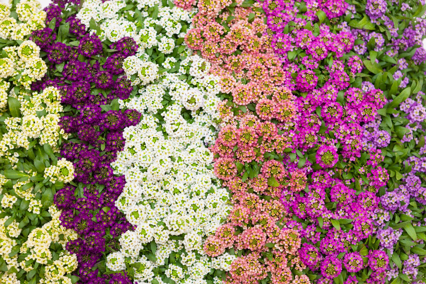 Green River Seeds 25 Sweet Alyssum Sweetheart mix Seeds - Tiny Colorful Flowers for Spring and Fall Gardening, Ideal for Hanging Baskets and Pathways