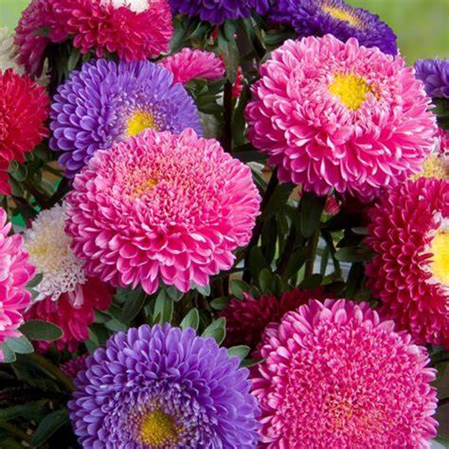 Green River Seeds Asters 50 Pink Purple Aster Flower Seeds - 50 Individual Seeds for Easy Growth in Partial Shade Vibrant Colors & Bloom Formations Perfect for Garden Borders