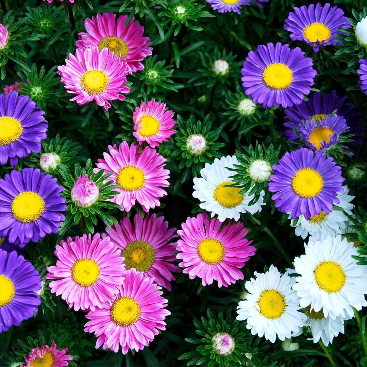 Green River Seeds Asters 50 Single Rainbow Aster Flower Seeds - 50 Individual Seeds for Easy Growth in Partial Shade Vibrant Colors & Bloom Formations Perfect for Garden Borders