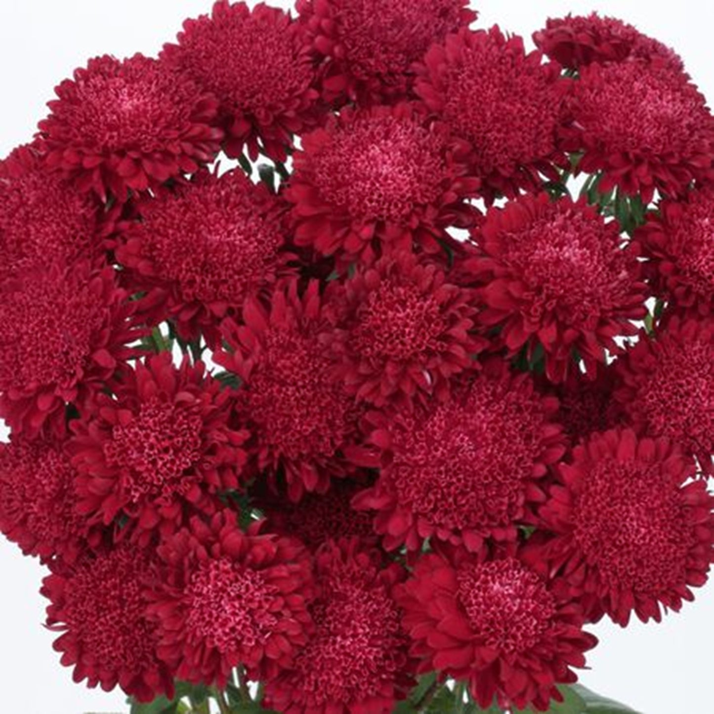 Green River Seeds Asters 50 Scarlet Aster Flower Seeds - 50 Individual Seeds for Easy Growth in Partial Shade Vibrant Colors & Bloom Formations Perfect for Garden Borders