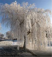 Green River 5 White Willow Seeds - Decor Decorative Tree Seeds for Landscapes & Water Features - USDA Zones 4-10 - Spring Planting - Full Sun - 35-50 ft Tall