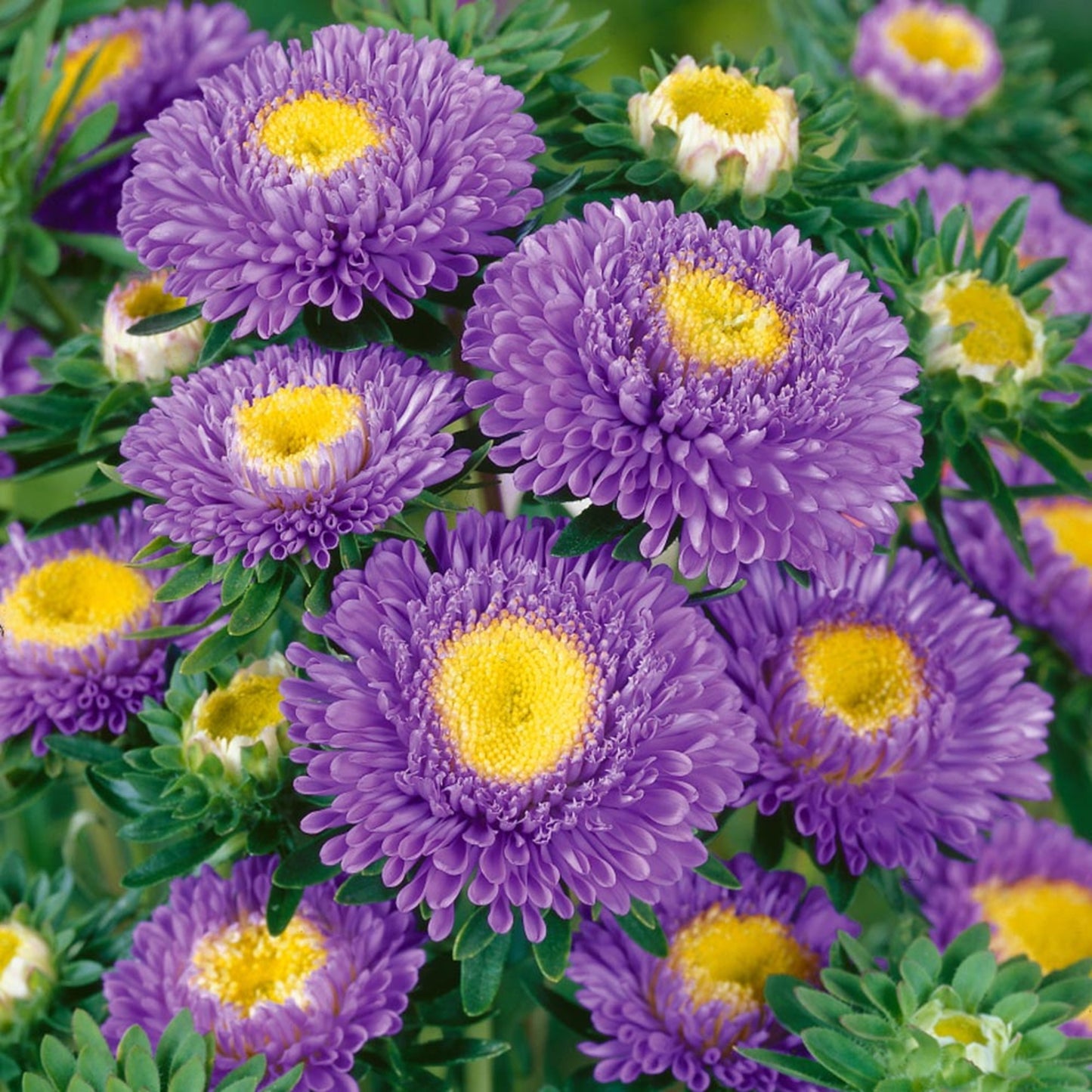 Green River Seeds Asters 50 Pom Pom light Blue Aster Flower Seeds - 50 Individual Seeds for Easy Growth in Partial Shade Vibrant Colors & Bloom Formations Perfect for Garden Borders