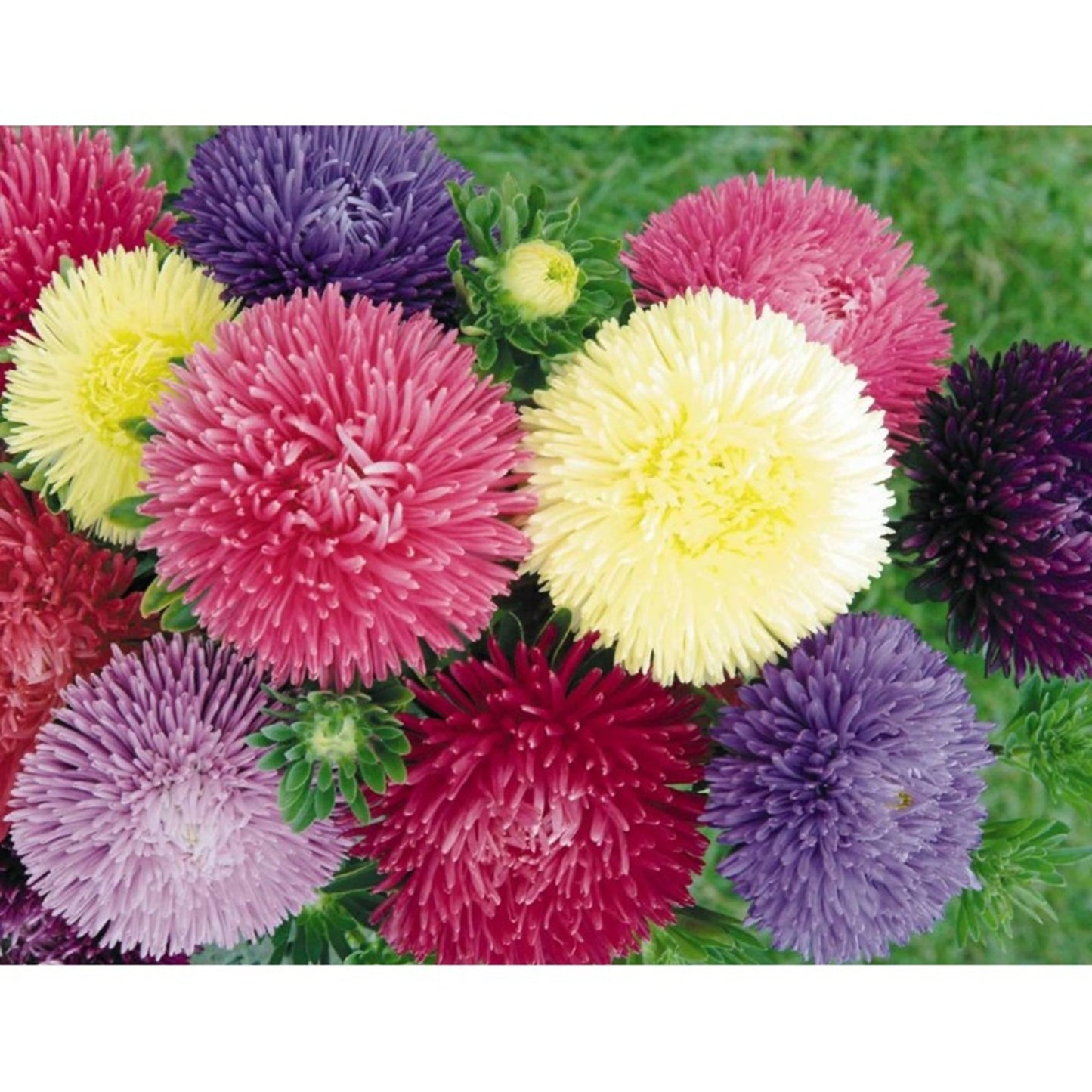 Green River Seeds Asters 50 China Aster Flower Seeds - 50 Individual Seeds for Easy Growth in Partial Shade Vibrant Colors & Bloom Formations Perfect for Garden Borders