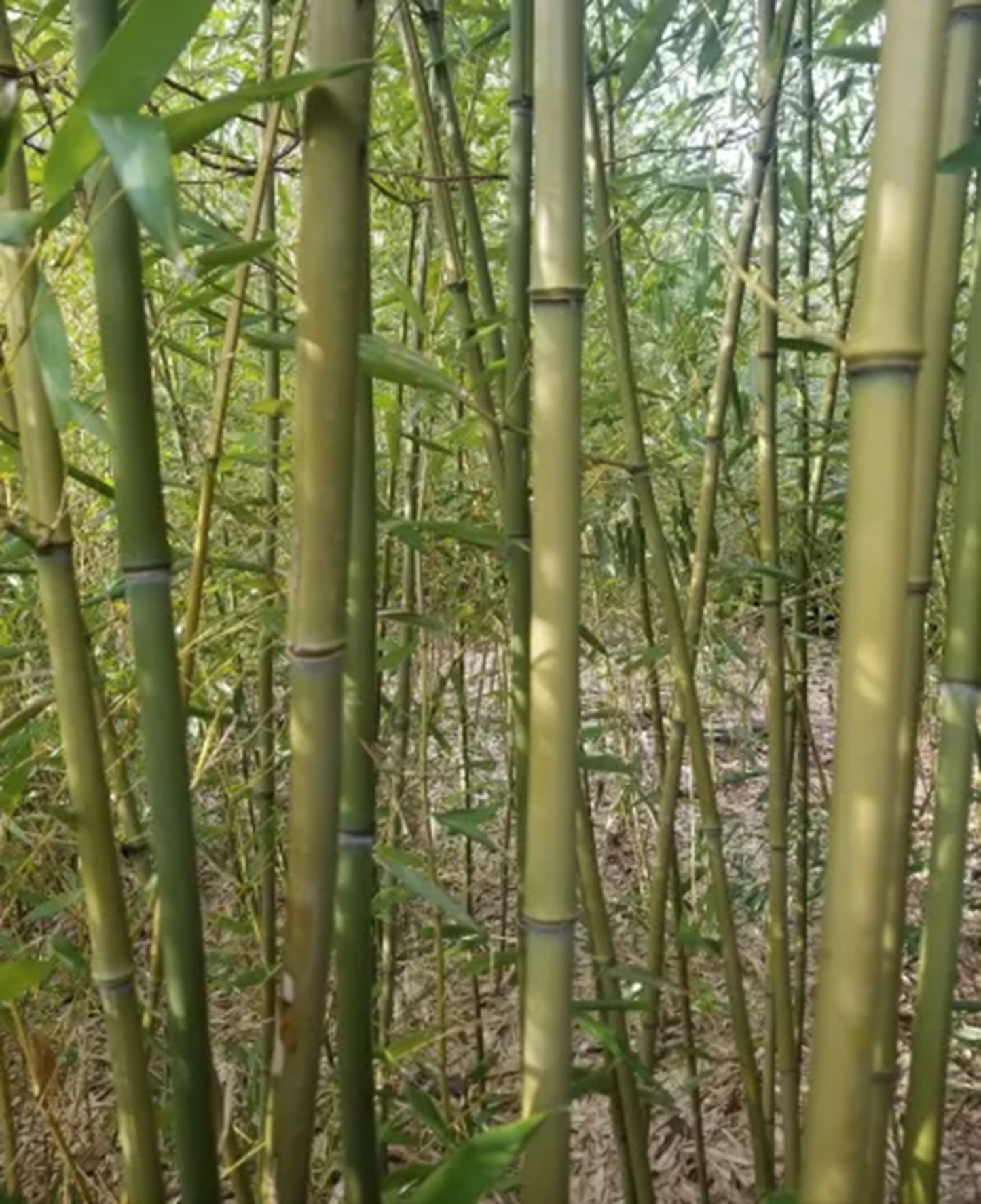 Green River 50 Dwarf David Bisset Bamboo Seeds - Tall Bamboo Plant Seeds for Privacy Screens & Garden Landscaping – Premium Bamboo Seeds for Planting Outdoors or in Pots – Non-Invasive Fast-Growing Lawn Plants – Seeds for Gardening & More