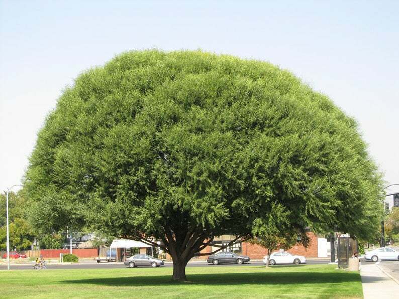 Green River 5 Globe Willow Seeds - Decor Decorative Tree Seeds for Landscapes & Water Features - USDA Zones 4-10 - Spring Planting - Full Sun - 35-50 ft Tall