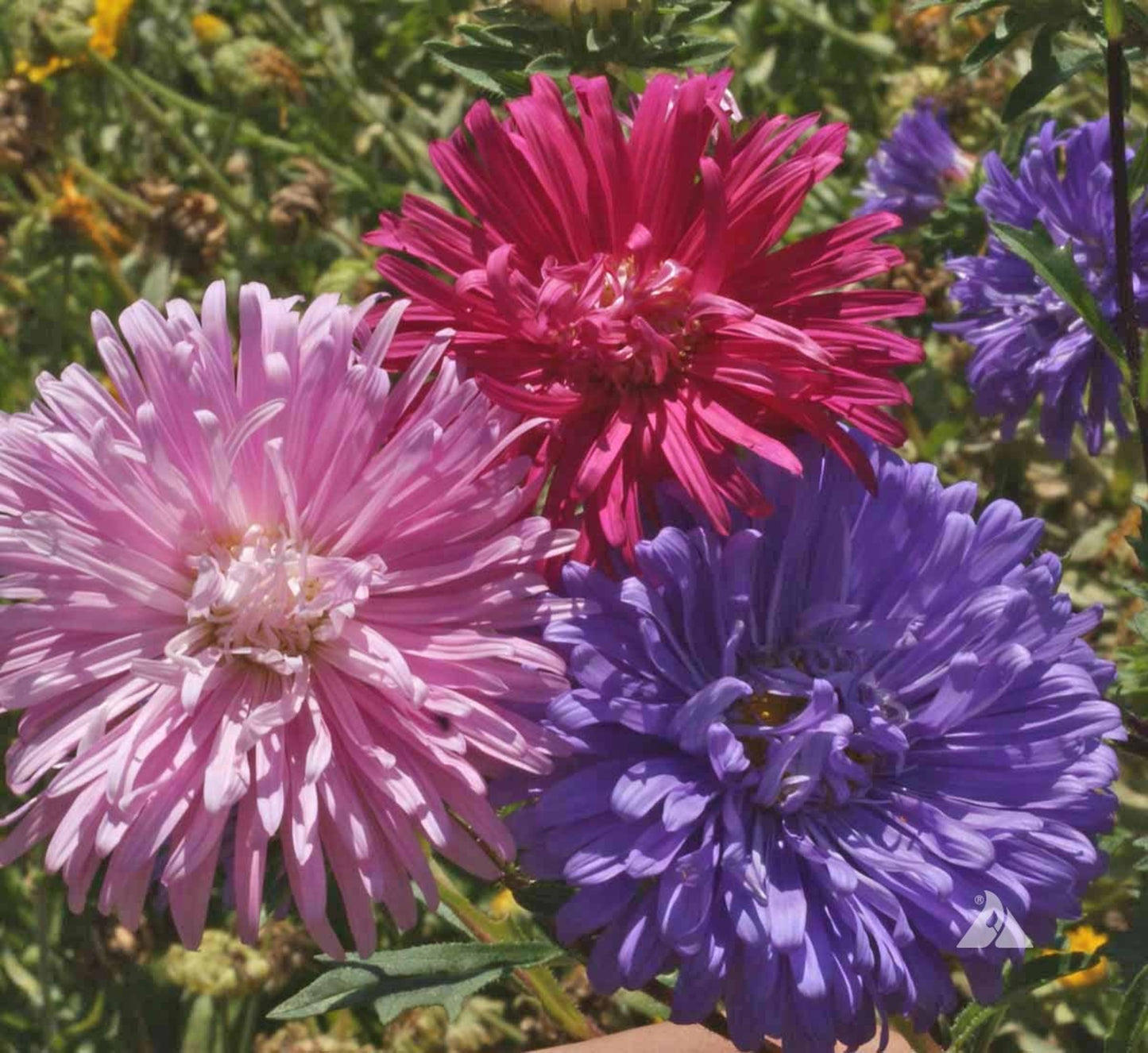 Green River Seeds Asters 50 Fire Works Aster Flower Seeds - 50 Individual Seeds for Easy Growth in Partial Shade Vibrant Colors & Bloom Formations Perfect for Garden Borders
