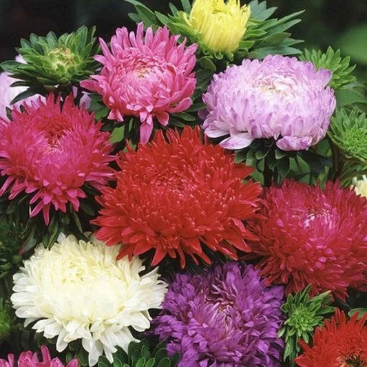 Green River Seeds Asters 50 Dutchess Flower Aster Flower Seeds - 50 Individual Seeds for Easy Growth in Partial Shade Vibrant Colors & Bloom Formations Perfect for Garden Borders