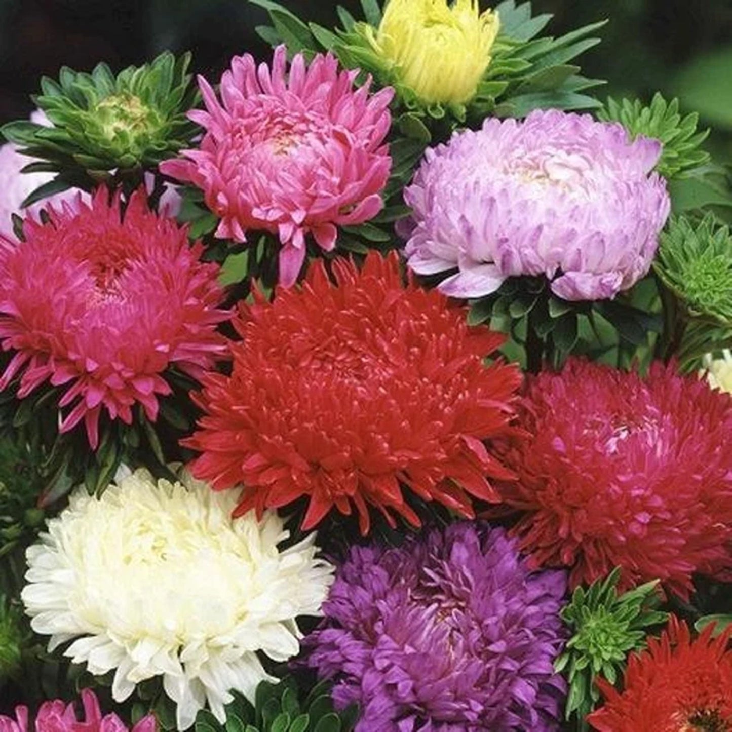 Green River Seeds Asters 50 Dutchess Flower Aster Flower Seeds - 50 Individual Seeds for Easy Growth in Partial Shade Vibrant Colors & Bloom Formations Perfect for Garden Borders