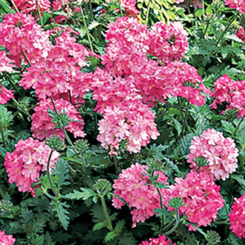 Green River 50 Bright Pink Verbena Seeds- Perennial Flower Seeds for Pots and Gardens, Vibrant Blooms for Pollinator Gardens, Fast-Growing Plant Seeds for Summer Color
